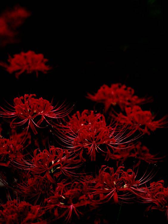 Khám phá sự tuyệt vời của Hoa Bỉ Ngạn đỏ! Với sắc đỏ rực rỡ thể hiện tình yêu và sự đam mê, hoa này sẽ tạo cảm giác ấm áp và lãng mạn cho không gian của bạn. Chiêm ngưỡng hình ảnh Hoa Bỉ Ngạn đỏ ngay để khám phá màn triển lãm màu sắc của Mẹ Thiên Nhiên.