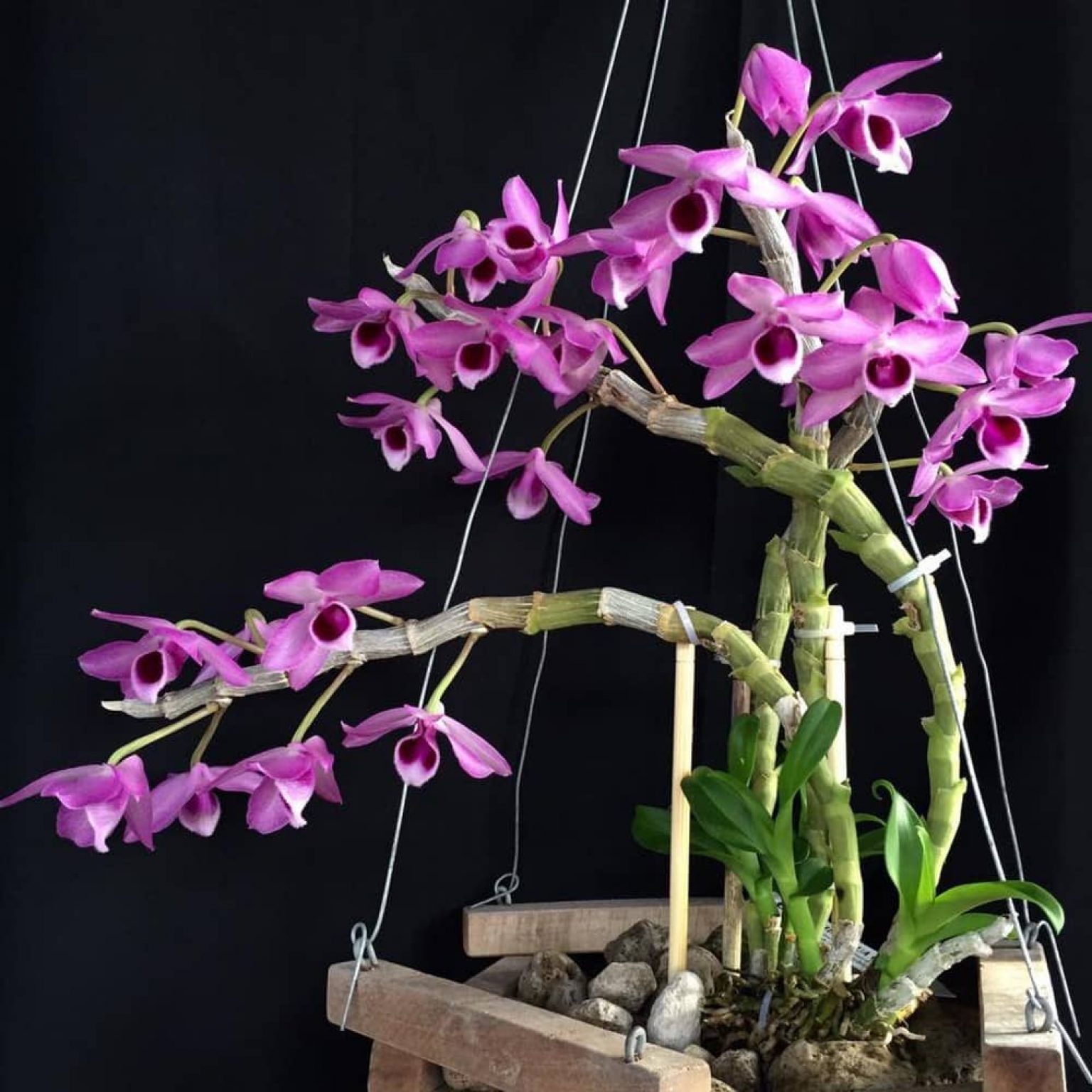 Dendrobium Nestor