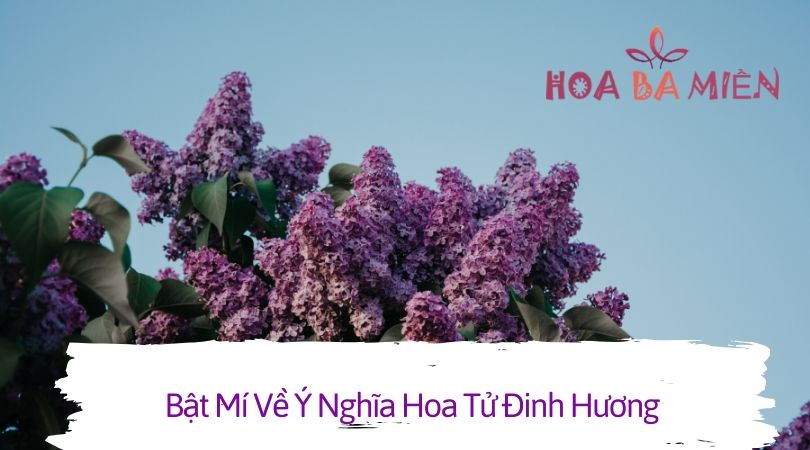 Hoa tử đinh hương  Syringa vulgaris  Trồng Hoa