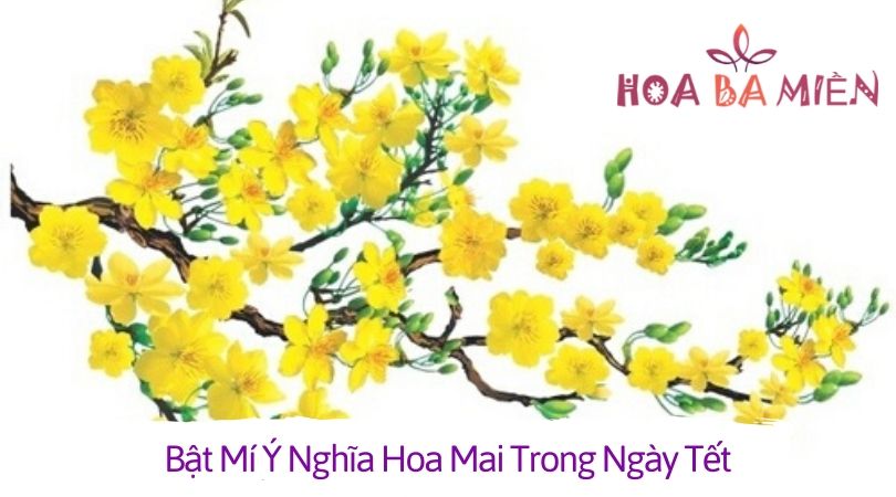 Hoa mai có ý nghĩa rất đặc biệt trong văn hóa dân gian Việt Nam. Đây là biểu tượng của sự may mắn, tài lộc và đầy ý nghĩa trong cuộc sống. Nếu bạn muốn tìm hiểu thêm về ý nghĩa hoa mai, hãy xem các hình ảnh liên quan đến chủ đề này.