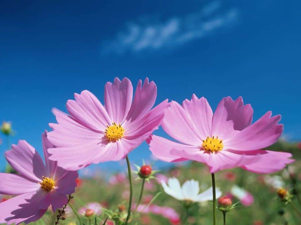 Bông Hoa Màu Tím: Bông hoa màu tím không chỉ đẹp mắt mà còn tượng trưng cho sự dịu dàng và lãng mạn. Để có thể thấy được sự thanh thoát và tuyệt đẹp của loài hoa này, hãy cùng chúng tôi chiêm ngưỡng những bức hình hoa màu tím đầy sự tinh tế và đẹp đẽ.