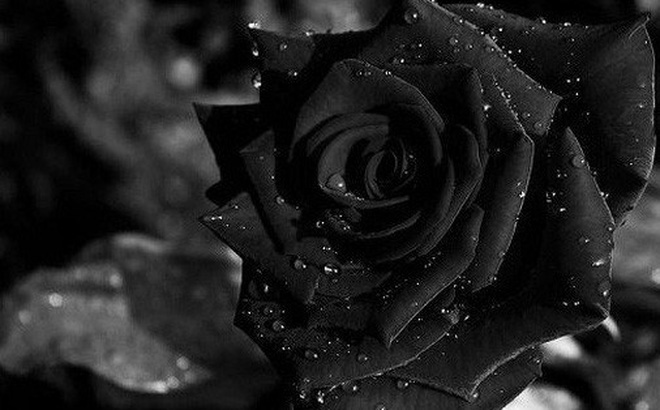 Những Hình ảnh hoa hồng đen chứa đầy bí ẩn và cuốn hút cực kì  THCS Võ Thị  Sáu