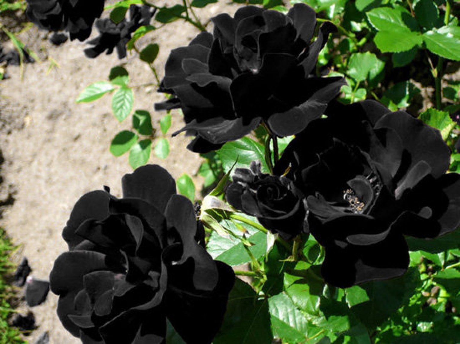 Картинки черных цветов. Черные розы Халфети. Роза плетистая черная Королева. Роза Халфети. Роза черный букет плетистая.