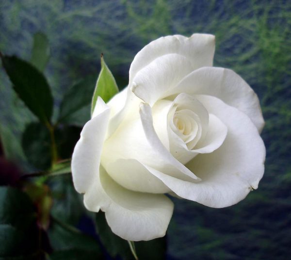 Ý nghĩa của hoa hồng trắng là sự tinh khiết và ngây thơ. Hãy để những bông hoa của ảnh này gợi lên trong bạn những cảm xúc tuyệt vời và đem lại một chút tình yêu và sự yên bình cho cuộc sống của bạn.