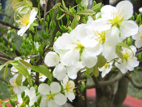 Hoa đào hoa mai ngày Tết Ý nghĩa sâu xa mà bạn nên biết