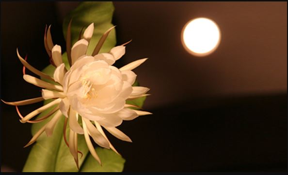 Ý nghĩa Hoa Quỳnh: Hoa Quỳnh là biểu tượng của sự lãng mạn và tình yêu trọn đời. Ngoài ra, nó còn được đánh giá cao về giá trị tâm linh và sức khỏe. Hãy xem hình ảnh để hiểu thêm về ý nghĩa sâu sắc của cây hoa này.