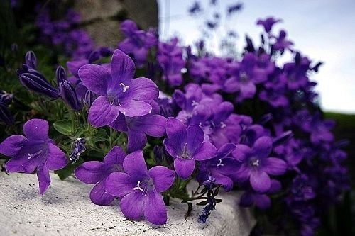 Hoa violet  Nhocluvmoney