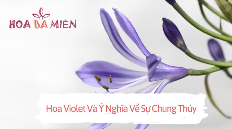 Hoa Violet Và Ý Nghĩa Về Sự Chung Thủy【Hoabamien】