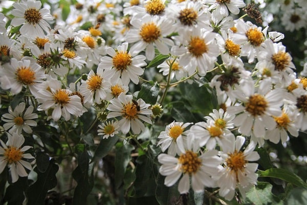 Hoa xuyến chi cũng được sử dụng trong chữa bệnh theo phương pháp dân gian. Hãy cùng tìm hiểu những thông tin này qua hình ảnh hoa xuyến chi với những bông hoa rực rỡ và sức sống mãnh liệt.