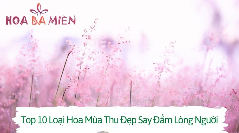 Top 10 Loại Hoa Mùa Thu Đẹp Say Đắm Lòng Người - Shop Hoa ...